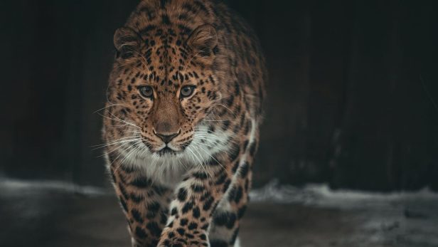 ストーカーまがいの行動