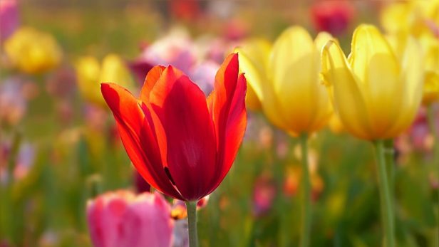 感情移入しやすい