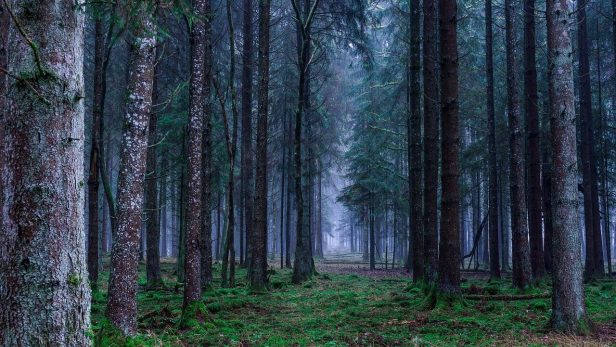 反出生主義の主張