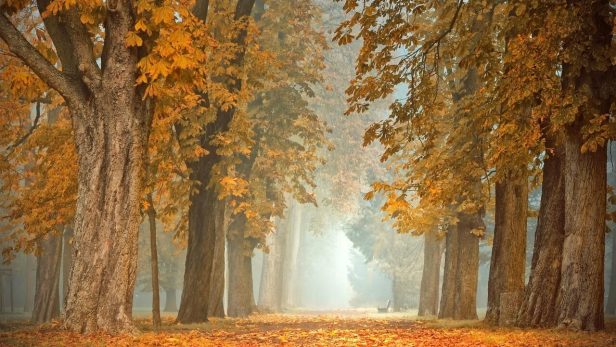 うつ病の末期症状