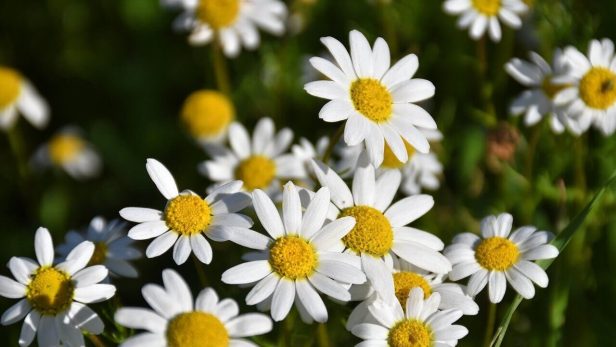 解離性同一性障害のなり方