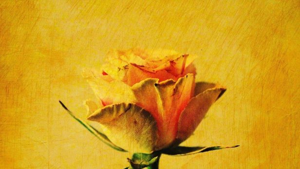 自称行為のメカニズム