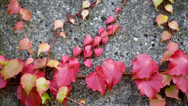 セルフネグレクト