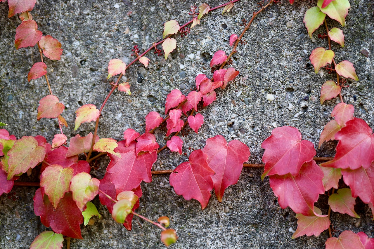 セルフネグレクト