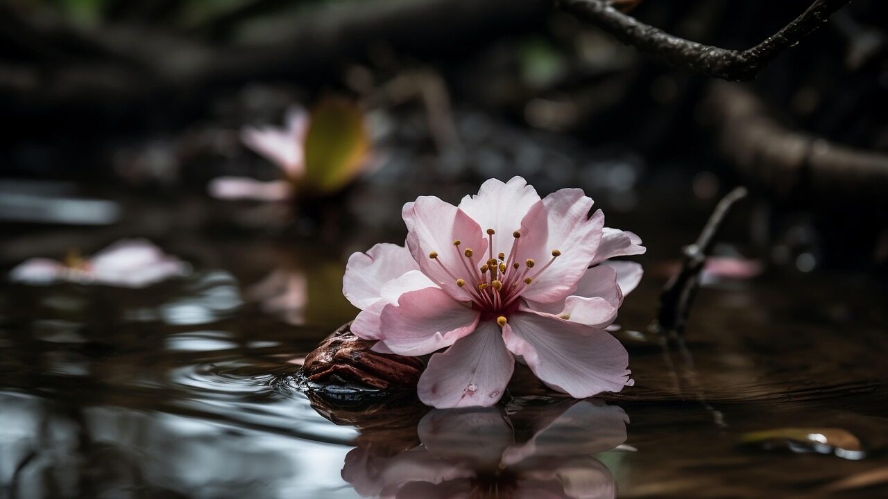 理想化と脱価値化