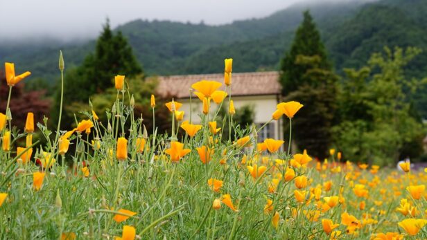 息を潜めて生きる